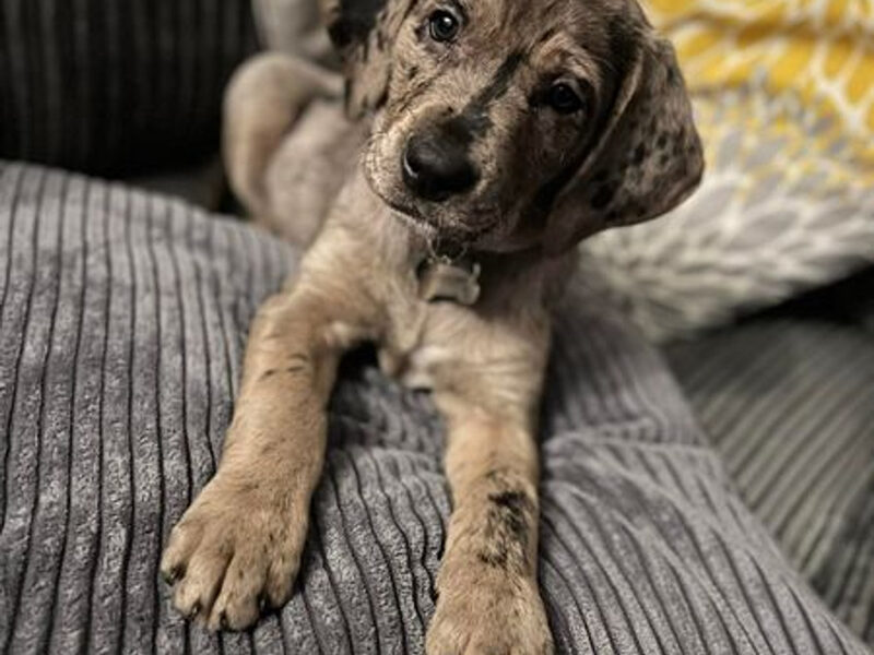 A young dog learning at home