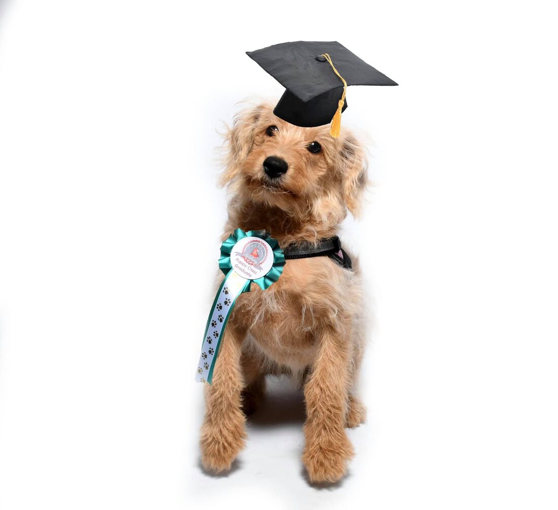 A cockapoo graduate in cap and rosette