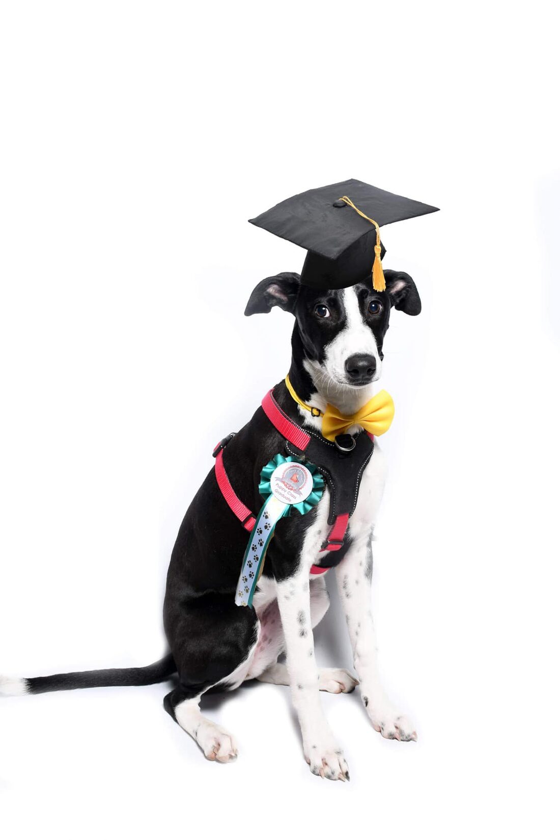 A young dog from our training programmes