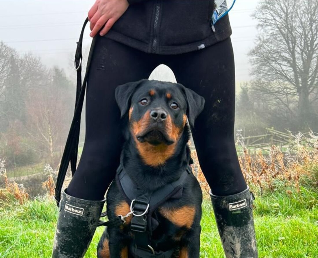 One-to-one lead training with an attentive Rottweiler